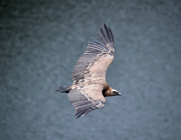 Gran Buitre Leonado Volando Parque Natural — Foto de Stock