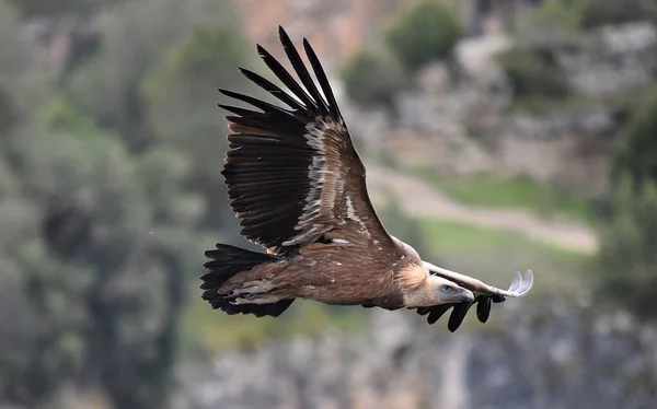 Grande Abutre Griffon Voando Parque Natural — Fotografia de Stock