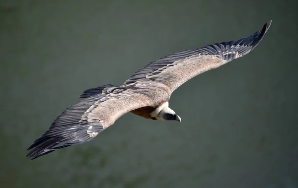 Gran Buitre Leonado Volando Parque Natural — Foto de Stock