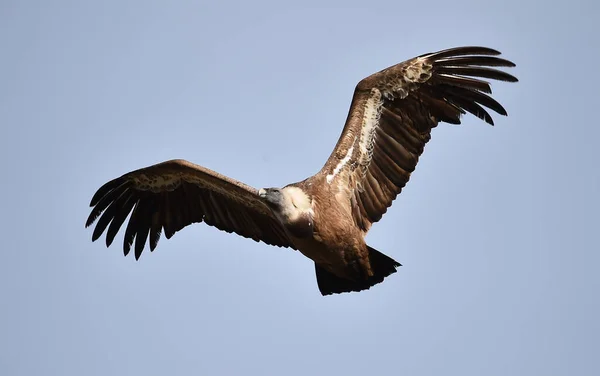 Stor Griffongam Som Flyger Naturpark — Stockfoto
