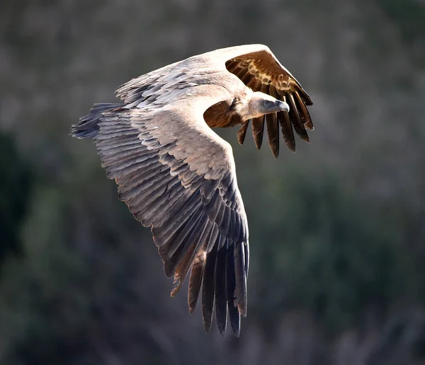 Grande Abutre Griffon Voando Parque Natural — Fotografia de Stock