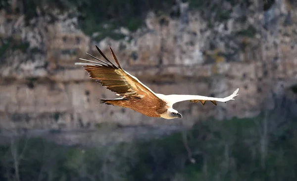 大規模なグリフォンハゲワシが自然公園を飛んでいて — ストック写真
