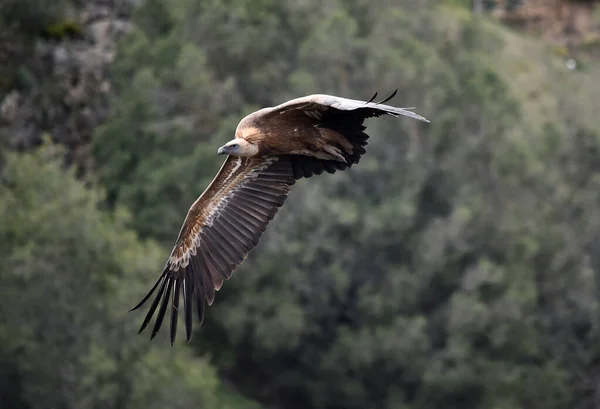 Big Griffon Vulture Flying Natural Park — Stock Photo, Image