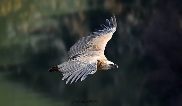 Büyük Bir Griffon Akbabası Doğal Bir Parkta Uçuyor — Stok fotoğraf