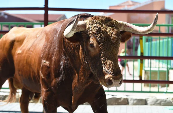 Poderoso Toro Con Cuernos Grandes Plaza Toros Española — Foto de Stock