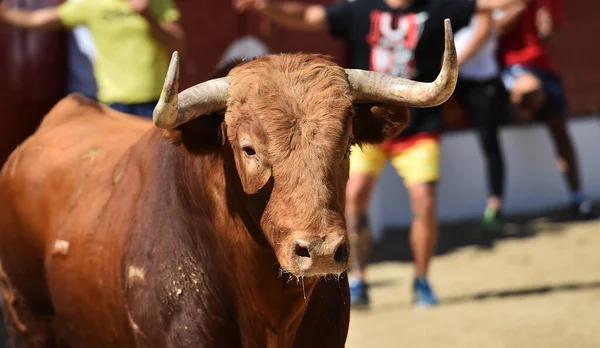 Poderoso Toro Con Cuernos Grandes Plaza Toros Española —  Fotos de Stock