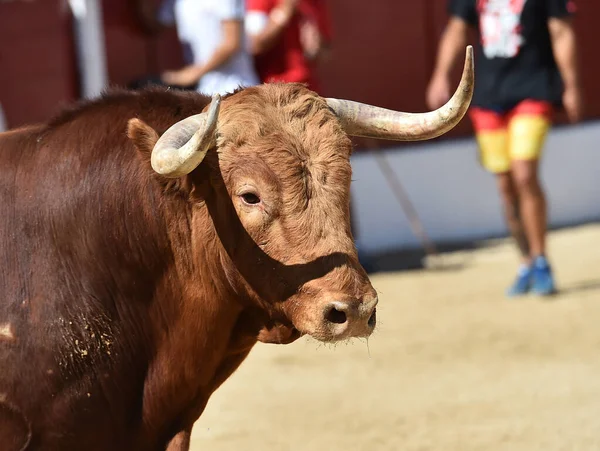 Ein Mächtiger Stier Mit Großen Hörnern Der Spanischen Stierkampfarena — Stockfoto