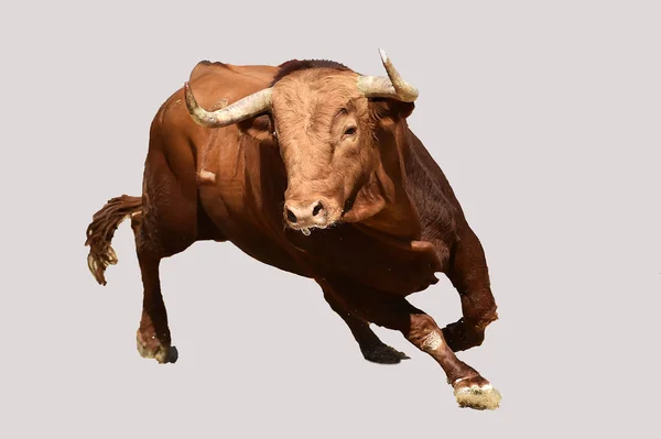 在西班牙斗牛场上有大角的大牛 — 图库照片