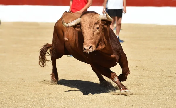 Egy Hatalmas Bika Nagy Szarvakkal Spanyol Bikagyűrűben — Stock Fotó