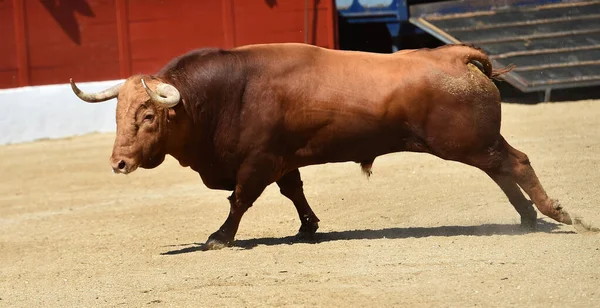 Kraftfull Tjur Med Stora Horn Den Spanska Tjurfäktningsarenan — Stockfoto