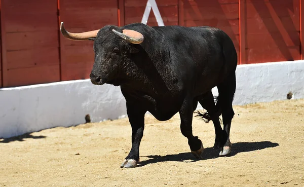 Spanya Büyük Boynuzları Olan Spanyol Boğa — Stok fotoğraf