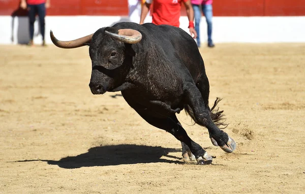 Spaanse Vechtstier Met Grote Hoorns Spanje — Stockfoto