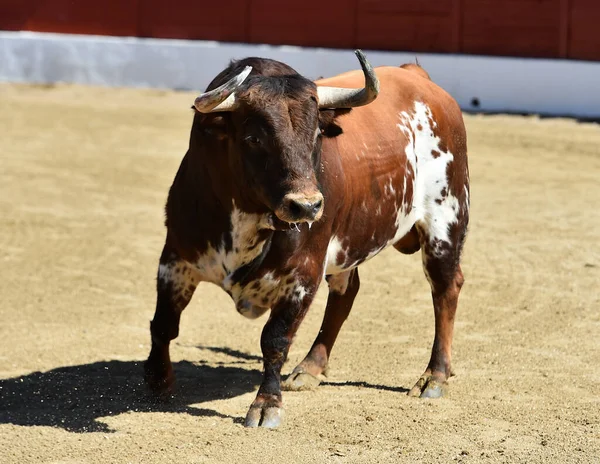 Spaanse Vechtstier Met Grote Hoorns Spanje — Stockfoto