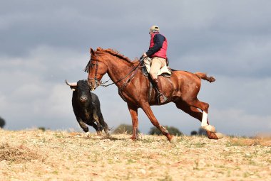 Büyük boynuzlu, cesur bir İspanyol boğası.