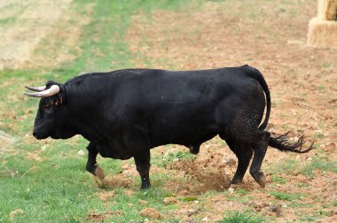 Büyük boynuzlu, cesur bir İspanyol boğası.