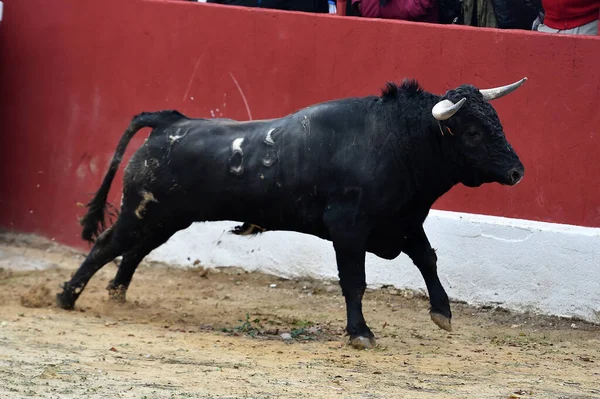 Хоробрий Іспанський Бик Великими Рогами — стокове фото