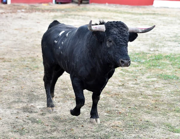 Ein Tapferer Spanischer Stier Mit Großen Hörnern — Stockfoto