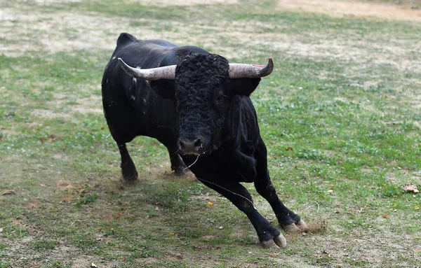 Toro Español Valiente Con Cuernos Grandes — Foto de Stock