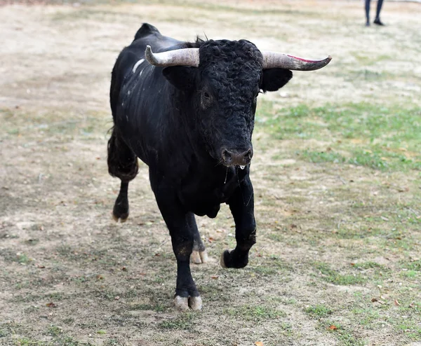 Ein Tapferer Spanischer Stier Mit Großen Hörnern — Stockfoto
