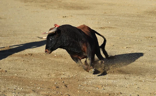 Touro Espanhol Bravura Com Chifres Grandes — Fotografia de Stock