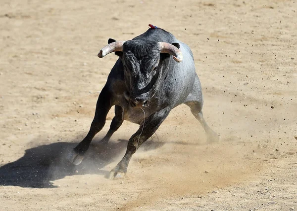 Modig Spansk Tjur Med Stora Horn — Stockfoto