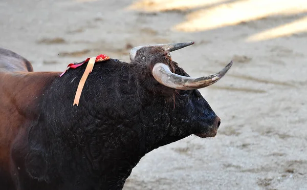 一头长着大角的勇敢的西班牙公牛 — 图库照片