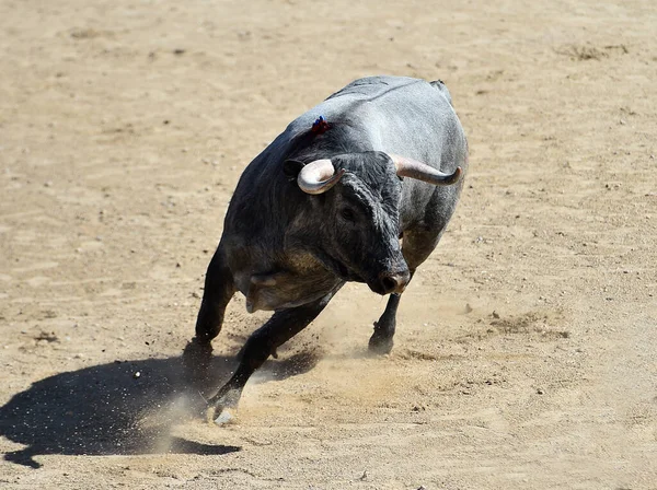 大きな角を持つ勇敢なスペインの雄牛 — ストック写真