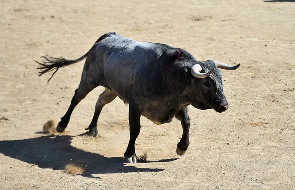 Een Dappere Spaanse Stier Met Grote Hoorns — Stockfoto