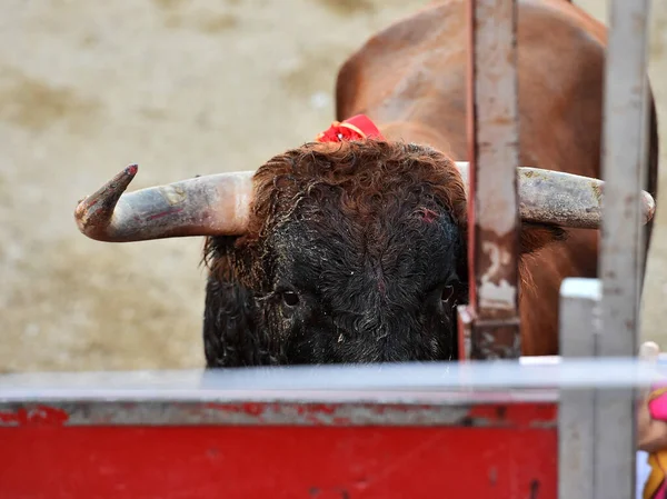 Bravery Spanish Bull Big Horns — Stock Photo, Image