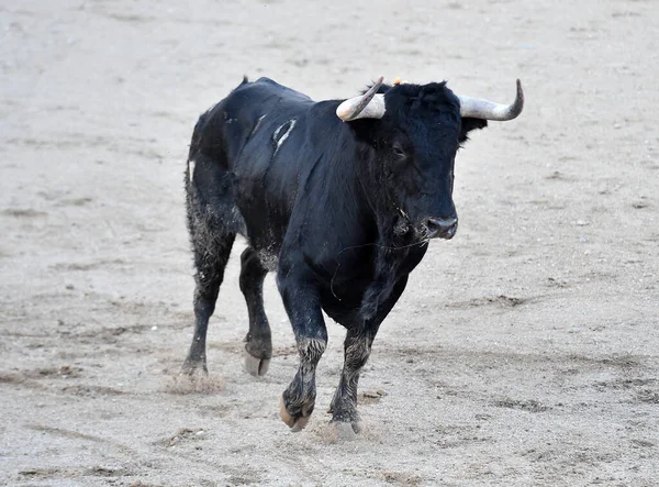 Modig Spansk Tjur Med Stora Horn — Stockfoto