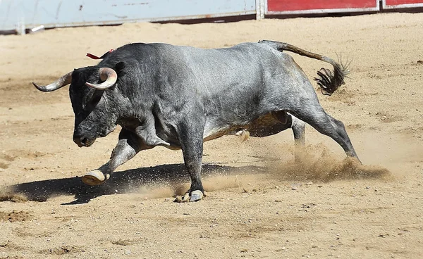 Een Dappere Spaanse Stier Met Grote Hoorns — Stockfoto