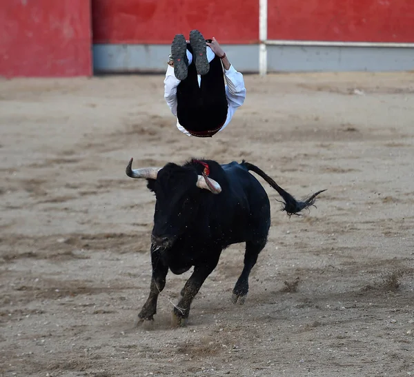 Modig Spansk Tjur Med Stora Horn — Stockfoto