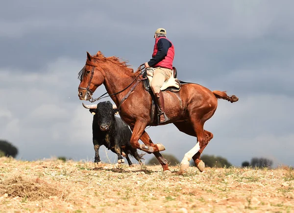 Bravery Spanish Bull Big Horns — Stock Photo, Image