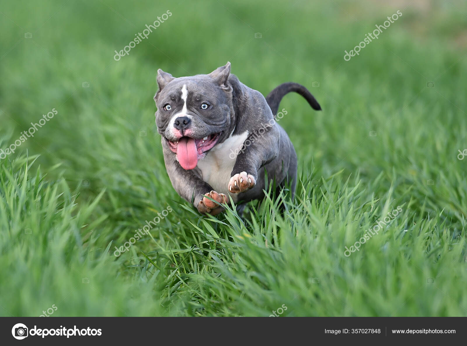 American hotsell bully running