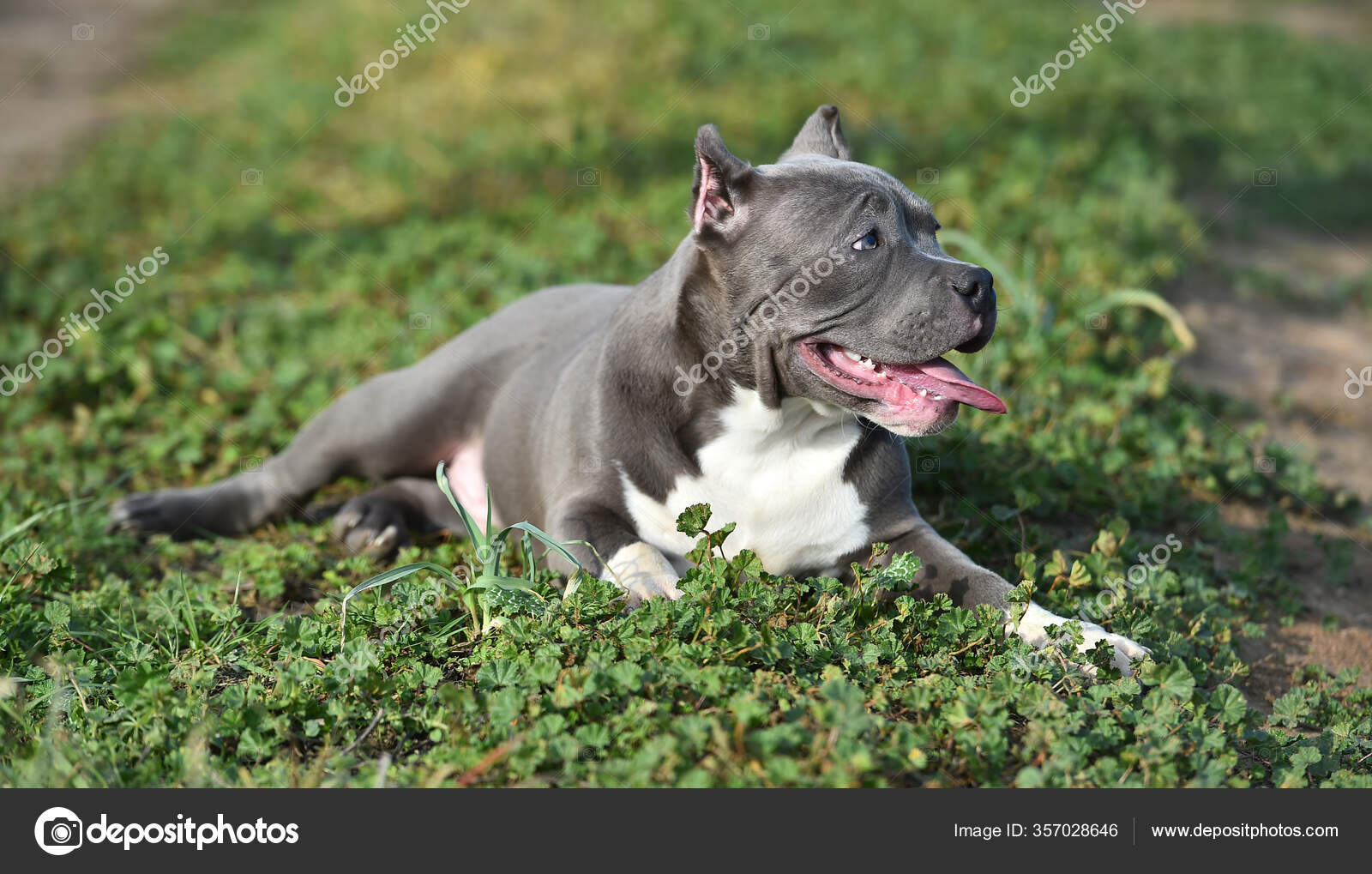 Terrier Big Dogs That Look Like Pit Bulls Big Bully Breed Pitbull