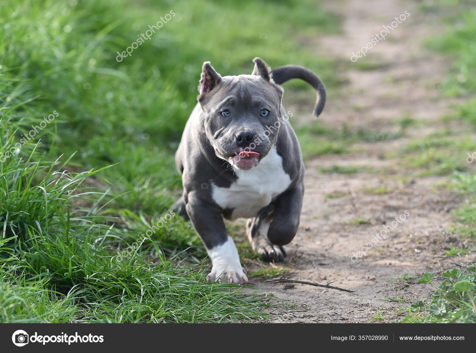 An Imposing Dog Of The American Bully Breed Stock Photo - Download