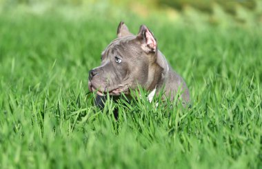 Yeşil alanda koşan zorba köpek.