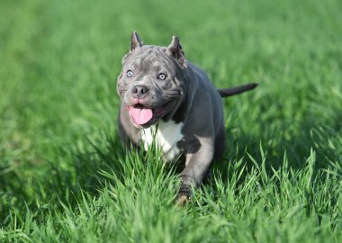 Yeşil alanda koşan zorba köpek.