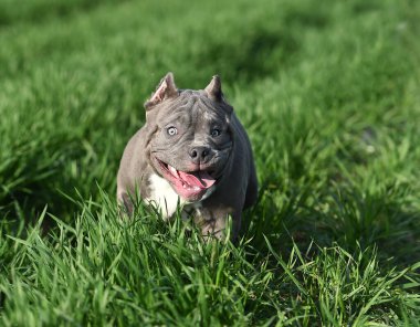 Yeşil alanda koşan zorba köpek.