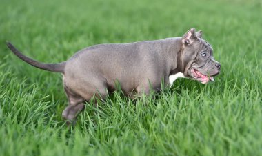 Yeşil alanda koşan zorba köpek.