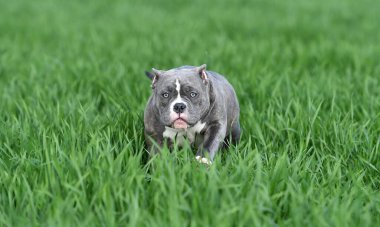 Yeşil alanda koşan zorba köpek.