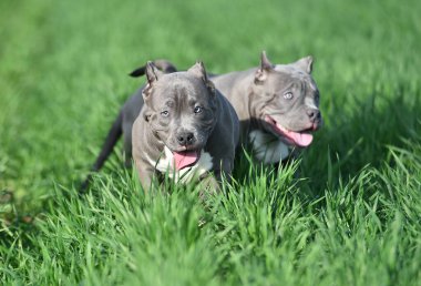 Yeşil alanda koşan zorba köpek.