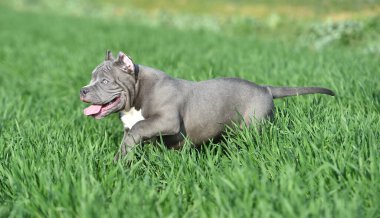 Yeşil alanda koşan zorba köpek.