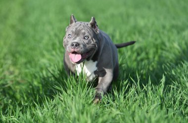 Yeşil alanda koşan zorba köpek.