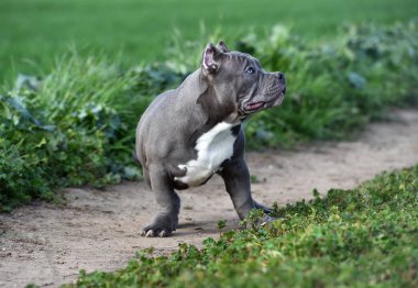 Yeşil tarlada güzel bir Amerikan zorba köpeği