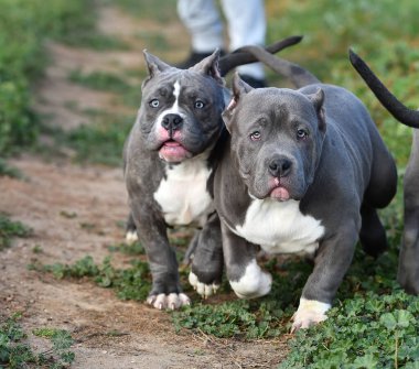 Yeşil tarlada güzel bir Amerikan zorba köpeği