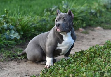 Yeşil tarlada güzel bir Amerikan zorba köpeği