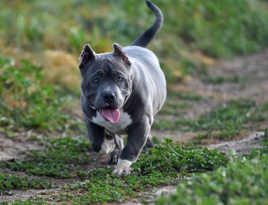 Yeşil tarlada güzel bir Amerikan zorba köpeği