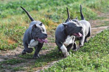 Yeşil tarlada güzel bir Amerikan zorba köpeği