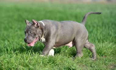 Yeşil tarlada güzel bir Amerikan zorba köpeği